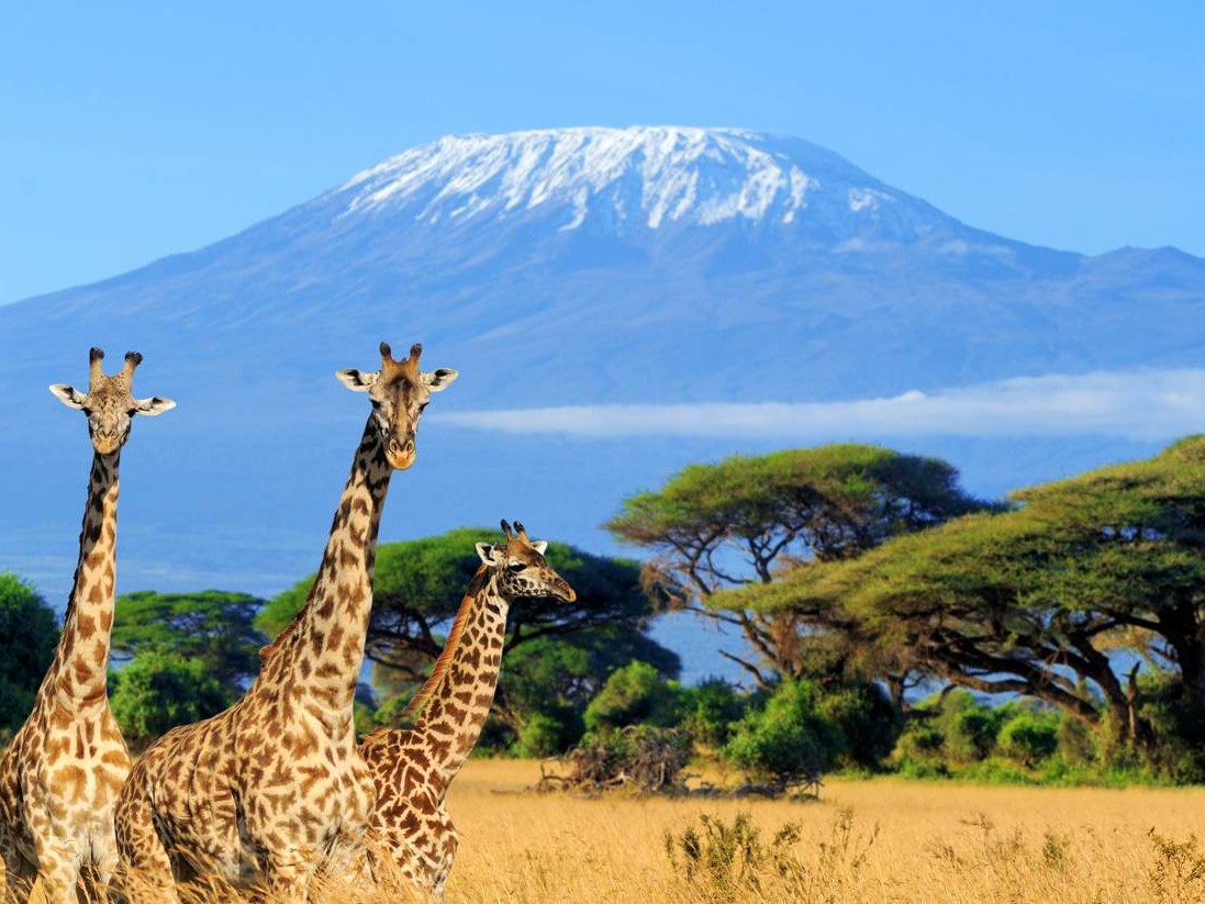 Amboseli 2