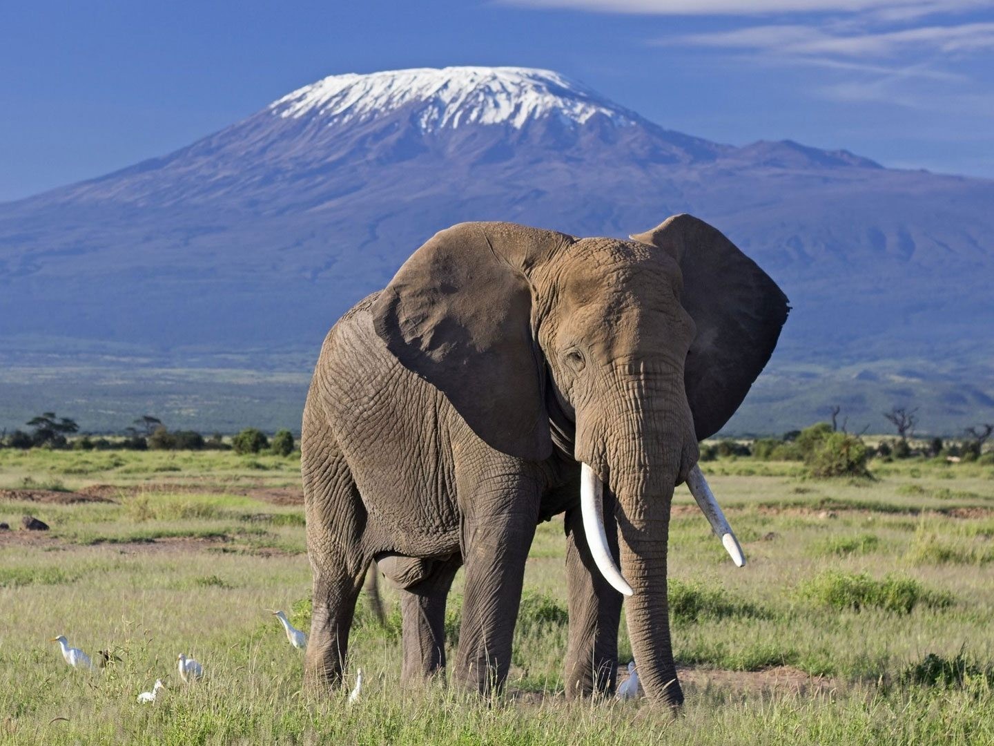 Amboseli 3