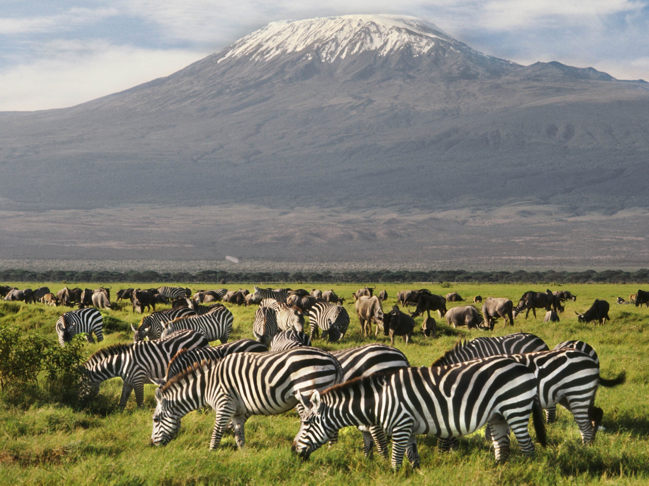 Amboseli 4