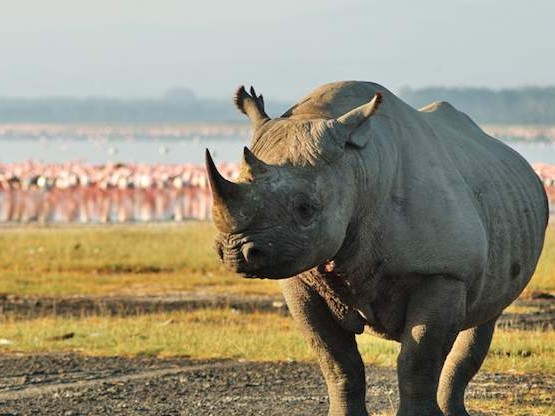Lake Nakuru 2