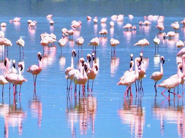 Lake Nakuru 3