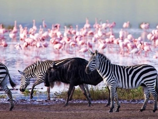 Lake Nakuru 4