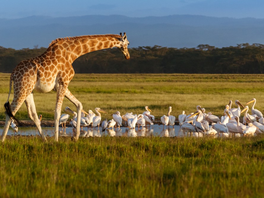 Lake Nakuru 5