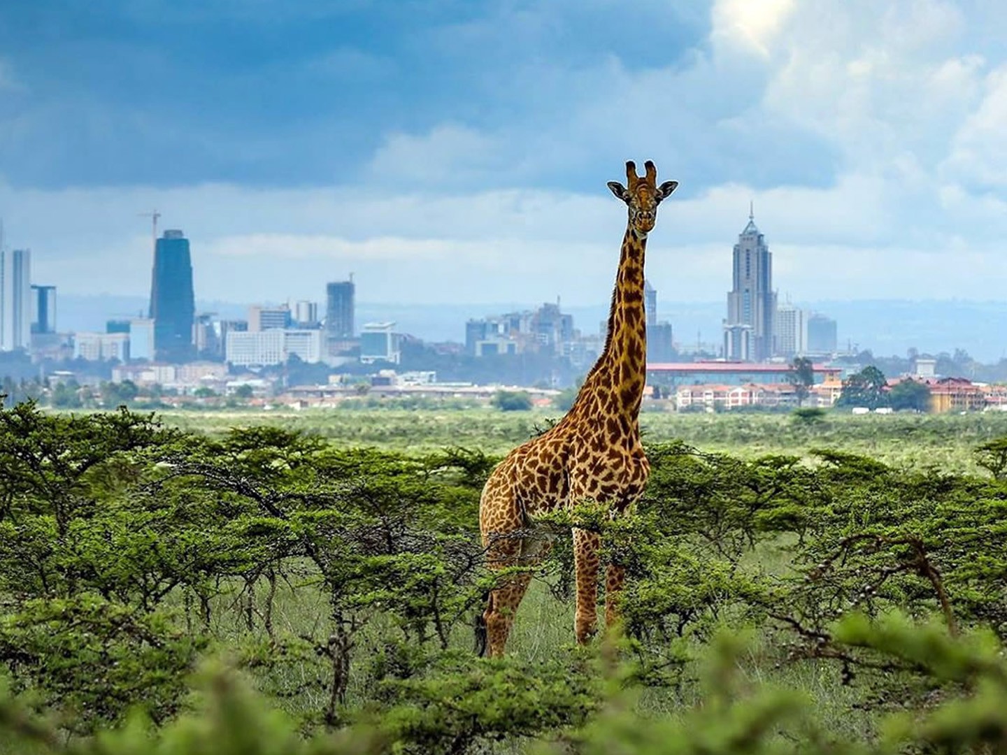 Nairobi 5