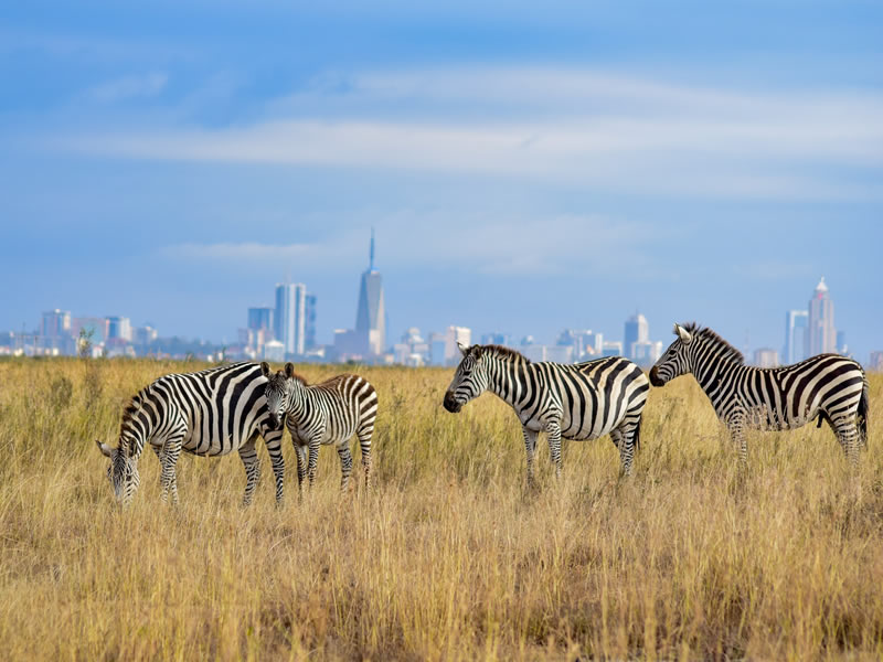Nairobi 7