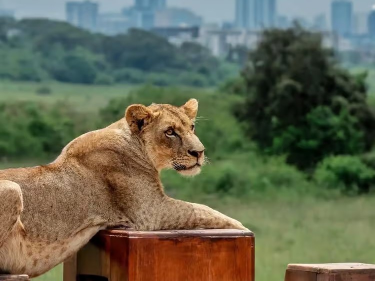 Nairobi 8