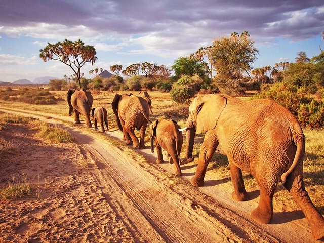 Tsavo 1