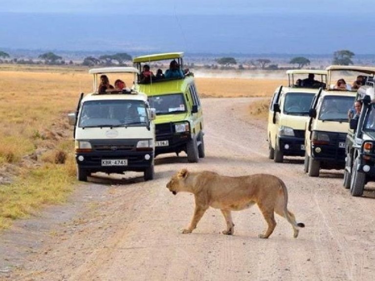 Tsavo 8