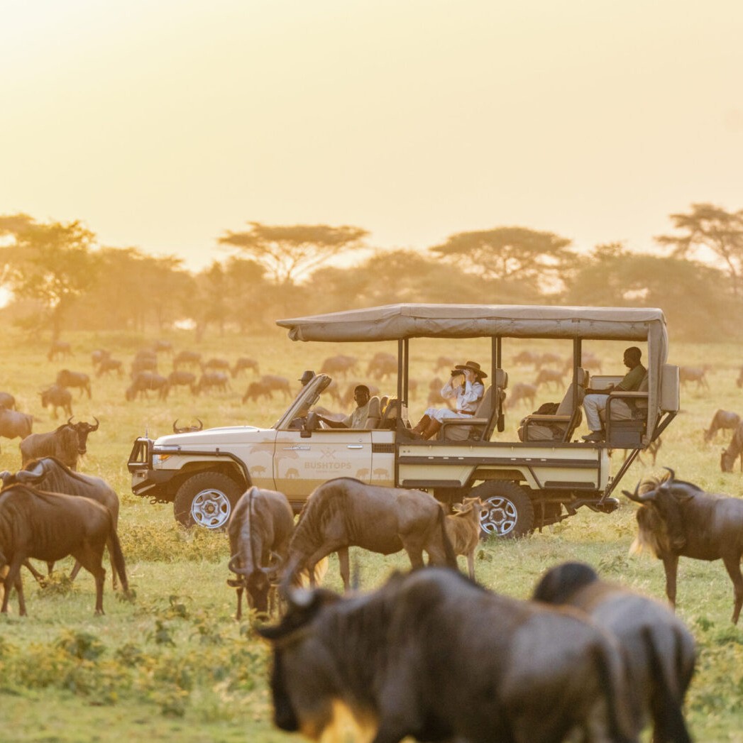 Masai Mara Lion Safari