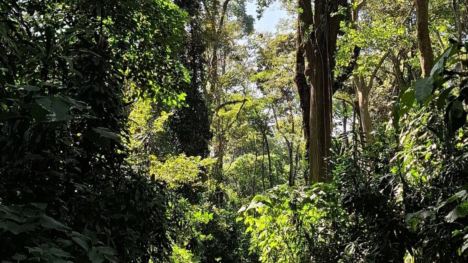3 Days Kakamega Canopy Rainforest Excursion