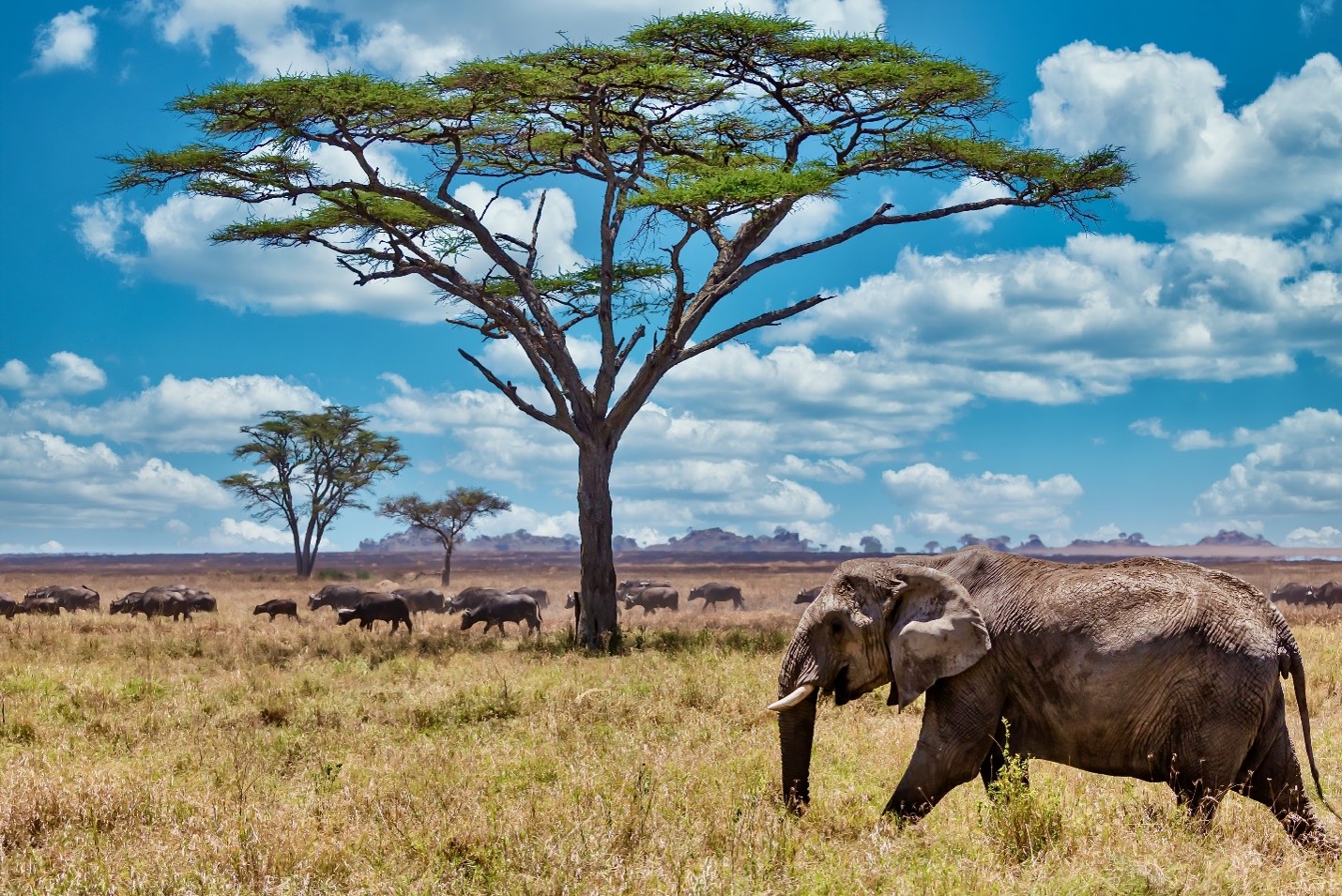 6 Days Bush to Beach: Masai Mara Safari & Diani Beach