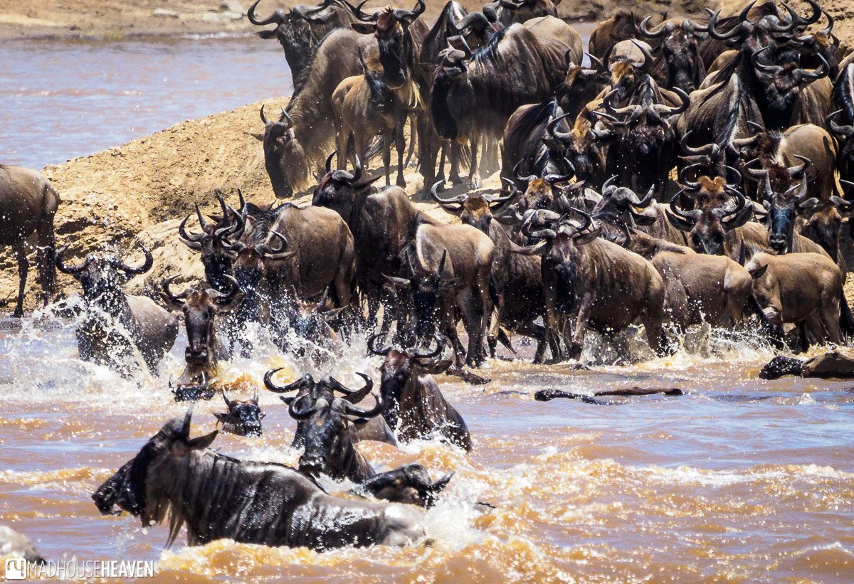 mara 6 large